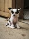 Chien chinois à crête
