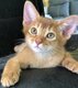 Magnifique chaton abyssin