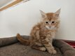 Adorable chatons Maine Coon