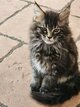 Disponible Immédiatement -  Chaton Maine Coon