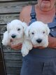 Chiots schnauzer nain blanc