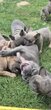 Adorable bouledogue français