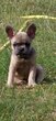 Adorable bouledogue français