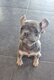 Adorable bouledogue français