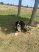 Bouvier bernois chiot junior