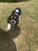 Cavalier King Charles Spaniël femelle