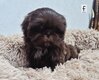 Superbes shih-tzu