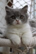 Chatons British Longhair mâles et femelles