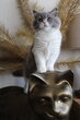 Chatons British Longhair mâles et femelles