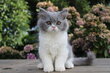 Chatons British Longhair mâles et femelles