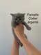 Magnifiques chatons British shorthairs