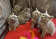 Magnifiques chatons British shorthairs