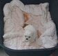Bichons maltais arrêt élevage chiots et adultes