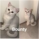 🐱 2 Magnifiques chatons British Shorthair