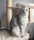 Aria, Maine Coon 1an et demi