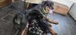Beauceron à vendre