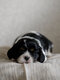 Chiots cavalier king Charles
