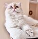 Magnifique femelle British longhair