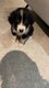 Chiot border collie