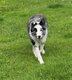 A donner Border collie femelle 18 mois