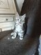 Magnifique Maine coon disponible directement