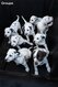 Chiots Dalmatien