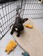 Magnifique chiot femelle bouledogue français big...
