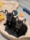 Magnifique chiot femelle bouledogue français big...