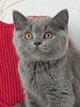 Magnifiques British shorthair bleus