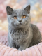 Magnifiques British shorthair bleus