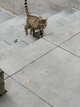 Chatte à donner