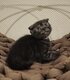 Scottish  fold avec pédigrées
