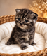 Scottish  fold avec pédigrées