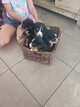 Chiots bouvier bernois