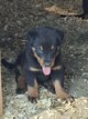 Chiots beauceron
