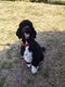Caniche royal bicolore
