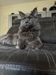 Mâle Maine coon