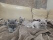 Magnifique British Shorthair à vendre