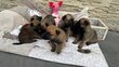 Chiots malinois à vendre