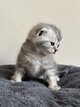 Scottish Fold & Straight