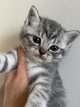 Scottish Fold & Straight