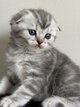 Scottish Fold & Straight