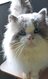 Magnifique ragdoll blue bicolore