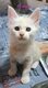 Chatons Maine Coon a réserver