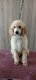 Grand caniche fauve clair