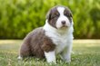 🐾 Magnifiques chiots Berger Australien...