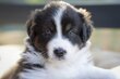 🐾 Magnifiques chiots Berger Australien...