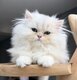 Magnifique british longhair, de très belle...