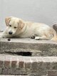 Chiot Golden Retriever mâle de 9 mois