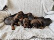 Magnifiques chiots teckel standard à poil dur...